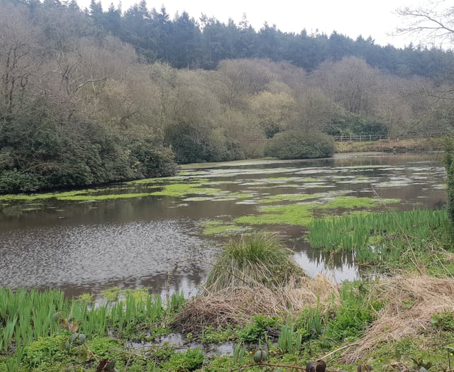 Study shows beavers improve Blackdowns water