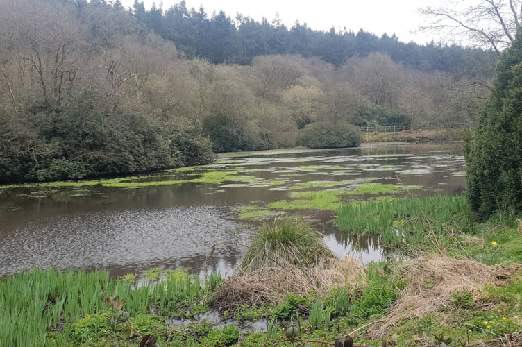 A view of Otterhead Lakes, on the Blackdown Hills, where at least two families of beavers have set up home.