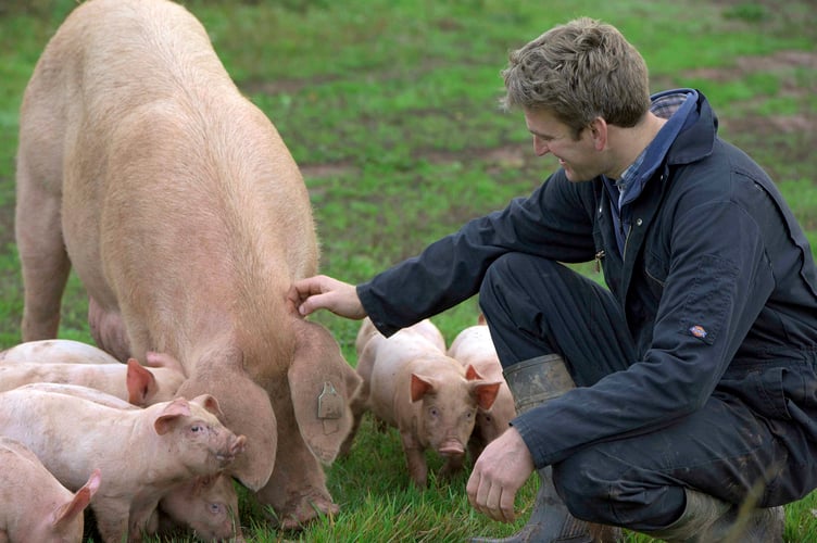 James Mitchell and pigs on the family-run farm that supplies Rumwell Farm Shop