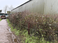 Permission granted to remove 33m hedgerow 