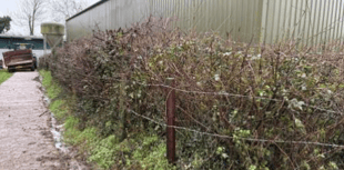 Permission granted to remove 33m hedgerow 
