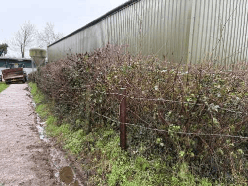 Part of the hedge at Yeo Hill Farm that will be removed
