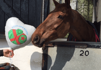 Horses shine despite challenges at Cheltenham Festival