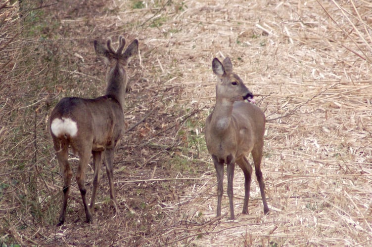 Reader's picture: Dave Hellyer says of this picture: "Two opponents of buildings in fields on bypass where buildings are planned."