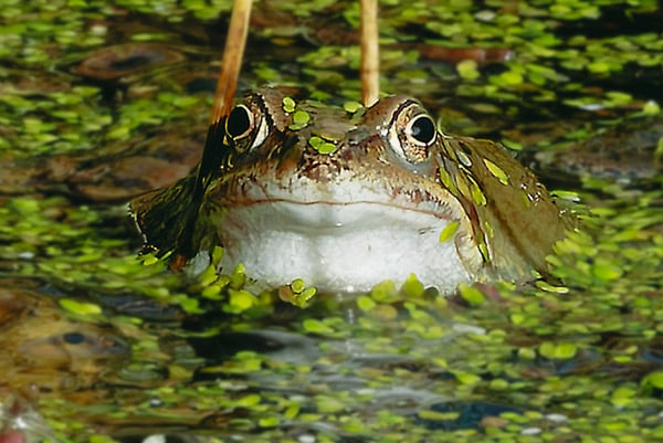 As spring begins, the frogs come out to mate, this one, along with others, benefitting from a garden pond in the Wellington Without area not far from where the building of 250 homes is being proposed. PHOTO: Amano Tracy.