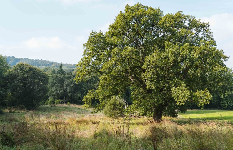 An oak tree in open habitat in a pioneering landscape restoration project on the Blackdown Hills.