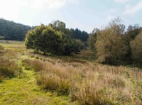 Putting nature back in control of landscape