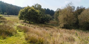 Putting nature back in control of landscape