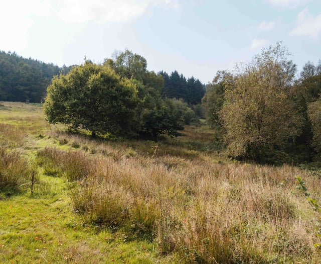 Putting nature back in control of landscape
