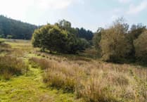 Forestry England marks British Summertime with video of pioneering Blackdowns project