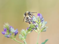 Project to save Somerset's rarest bumblebee