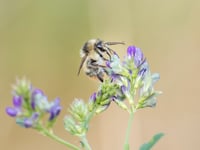 Project to save Somerset's rarest bumblebee
