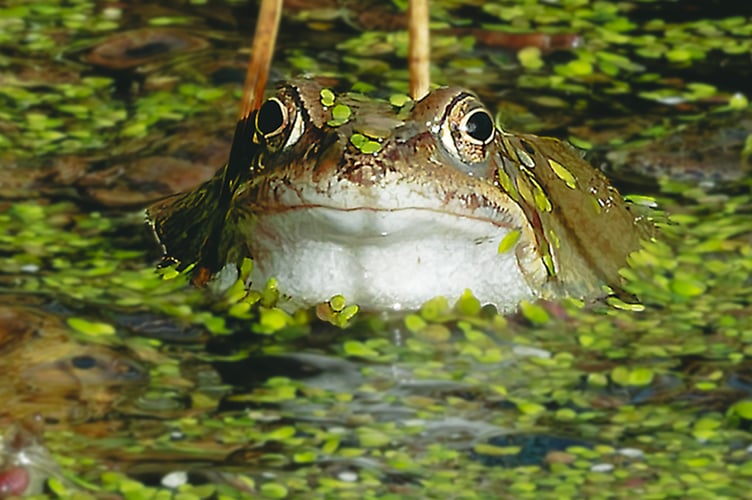 As spring begins, the frogs come out to mate; this one along with others benefited from a garden pond in the Wellington Without area not far from where the building of 250 homes is being proposed. PHOTO: Amano Tracy