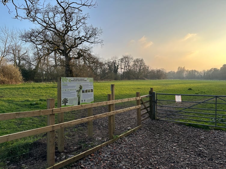 Part of a massive tree planting exercise carried out by Wellington Town Council at the Basins.