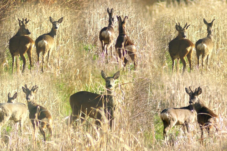 A montage of deer in elephant grass opposite our house on the bypass. PHOTO: Dave Hellyer