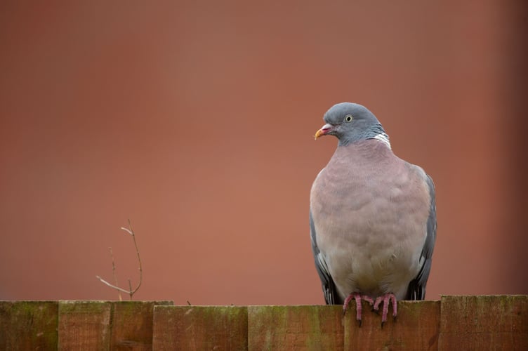 Wood pigeon Columba palumbus, adult perched on garden fence, Bedfordshire, October