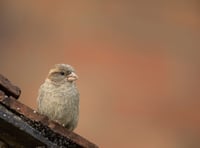 RSPB 'Big Garden Birdwatch' 2026 results are in for Somerset