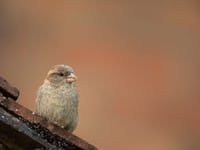 RSPB 'Big Garden Birdwatch' 2026 results are in for Somerset