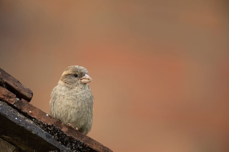 House sparrow (Passer domesticus) topped the list of most seen birds - this adult female is seen perched on an old farmhouse with food in its beak to feed young in nest. PHOTO: Ben Andrew