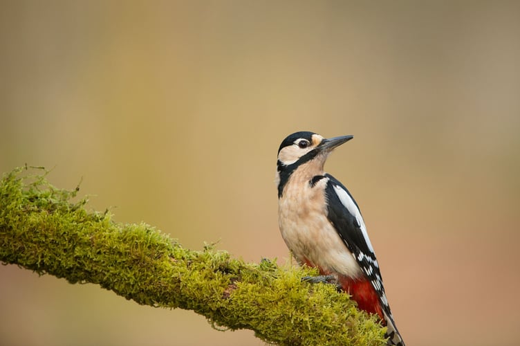 Great spotted woodpecker Dendrocopos major, adult female perched on mossy log, Forest of Dean, Gloucestershire, March