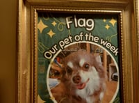 Dog coffee morning to host canine 'celebrity'