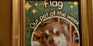 Dog coffee morning to host canine 'celebrity'