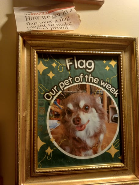 Flag recently moved to Wellington with owner Kristine and is the star of the Coffee Mornings with your Dog. 