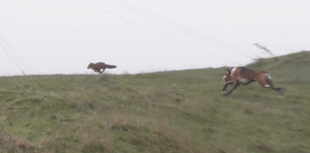 Fox hunting locally 'third highest in country' claim