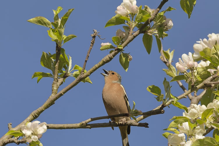 A male chaffinch greets the spring morning with song from the branch of an apple tree; finches have suffered a lot from disease with numbers declining. PHOTO: Amano Tracy