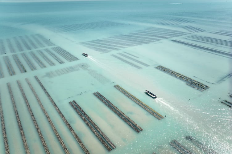 The extensive oyster beds off Cancale in the nutrient-rich waters of Mont Saint-Michel Bay.