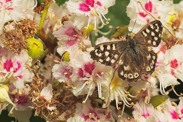 A female speckled wood butterfly, seen here on horse chestnut blossom, feeds on nectar after mating. This butterfly can often be seen in the Wellington district favouring dappled shade. PHOTO: Amano Tracy