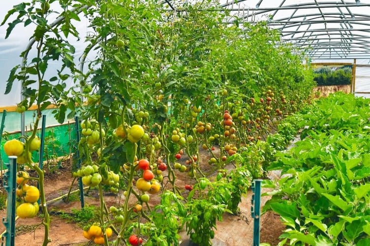 Crop share members enjoy a variety of seasonal, locally grown vegetables each week.