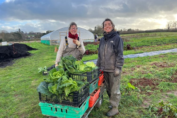 The community farm next to the Basins is looking out for more crop share members to come on board.