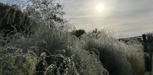 Sustainable Living: Asparagus - a rich person’s luxury or famine food?