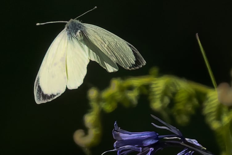 Known to many as Cabbage Whites and cursed by gardeners, there are four "white" butterfly species found in the Wellington area; this one would appear to be a female of the Large White species. PHOTO: Amano Tracy