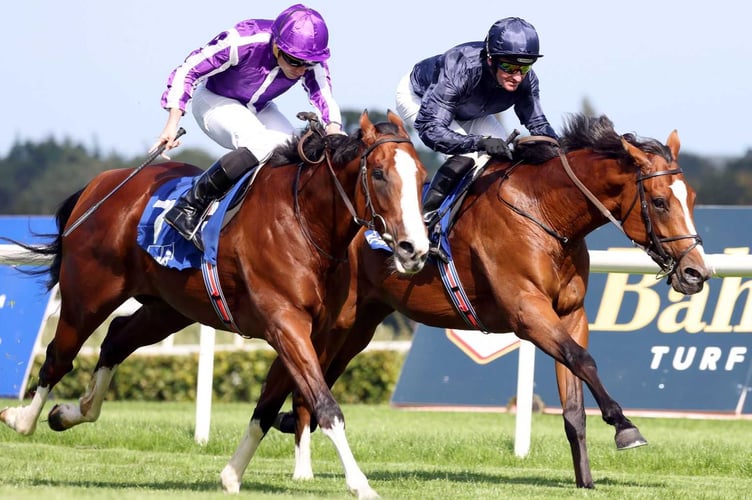 Cothelstone point to point review