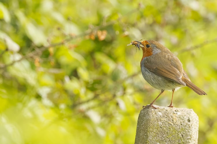 At this time of year, robins often have families that need feeding. PHOTO: Amano Tracy