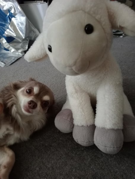 Flag the Chihuahua is the star of Dog Owner Coffee Mornings in Wellington, moving now to weekly meetings.
