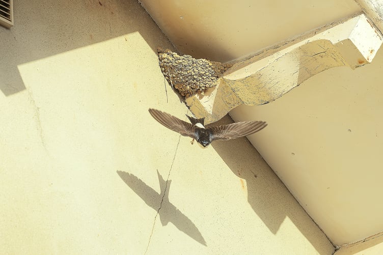 A House Martin leaves a nest crafted from mud to search for insects which it catches in the air as it swoops around. PHOTO: Amano Tracy