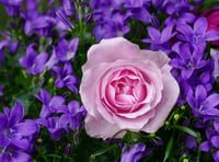 Future looks rosy for flower show