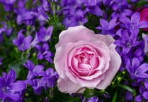Sponsors and entries invited for August flower show