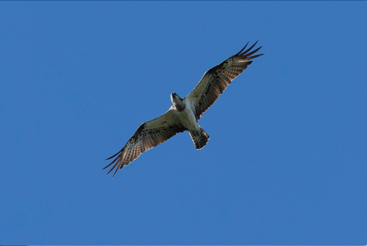 An osprey photographed as it flew over the Basins, Wellington.