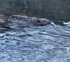 Extraordinary wildlife spotted in town