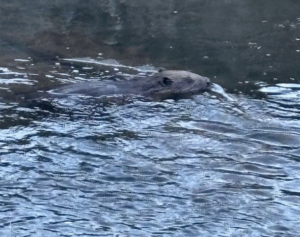 Extraordinary wildlife spotted in town