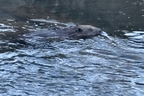 A beaver seen swimming in a pond in Westford, Wellington.