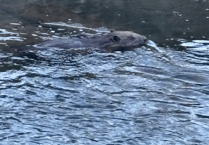 Sightings of beaver and osprey reported as Wellington becomes greener town