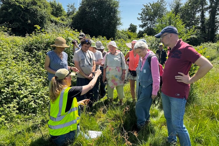 The weather was perfect for the Transition Town Wellington weekend Bioblitz in Fox's Field.