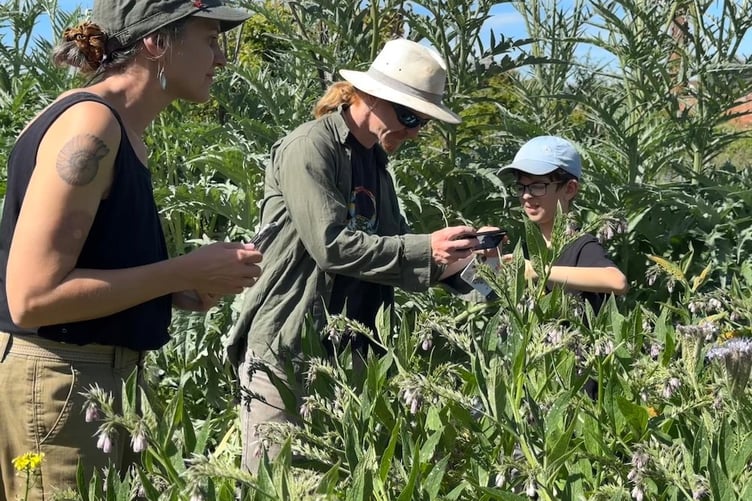 In the thick of it, examining local insects and butterflies in Fox's and Fox Cub Field.
