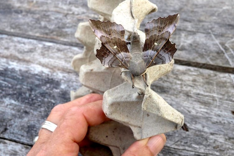 Moth traps were laid on the Saturday evening and the contents investigated on Sunday.
