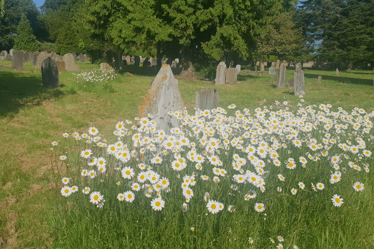 Oxeye daisies being allowed to grow in Wellington Cemetery to provide habitat for pollinators.